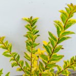 Vtáčí zob vajcolistý (Ligustrum Ovalifolium) ´AUREUM´ - výška 20-30 cm, kont. C2L